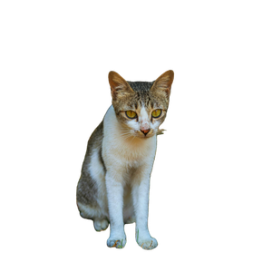 Related cat image: A Close Up Of A Domestic Cat Sitting Outdoors On A Sunny Day With Fallen Leaves. 14283